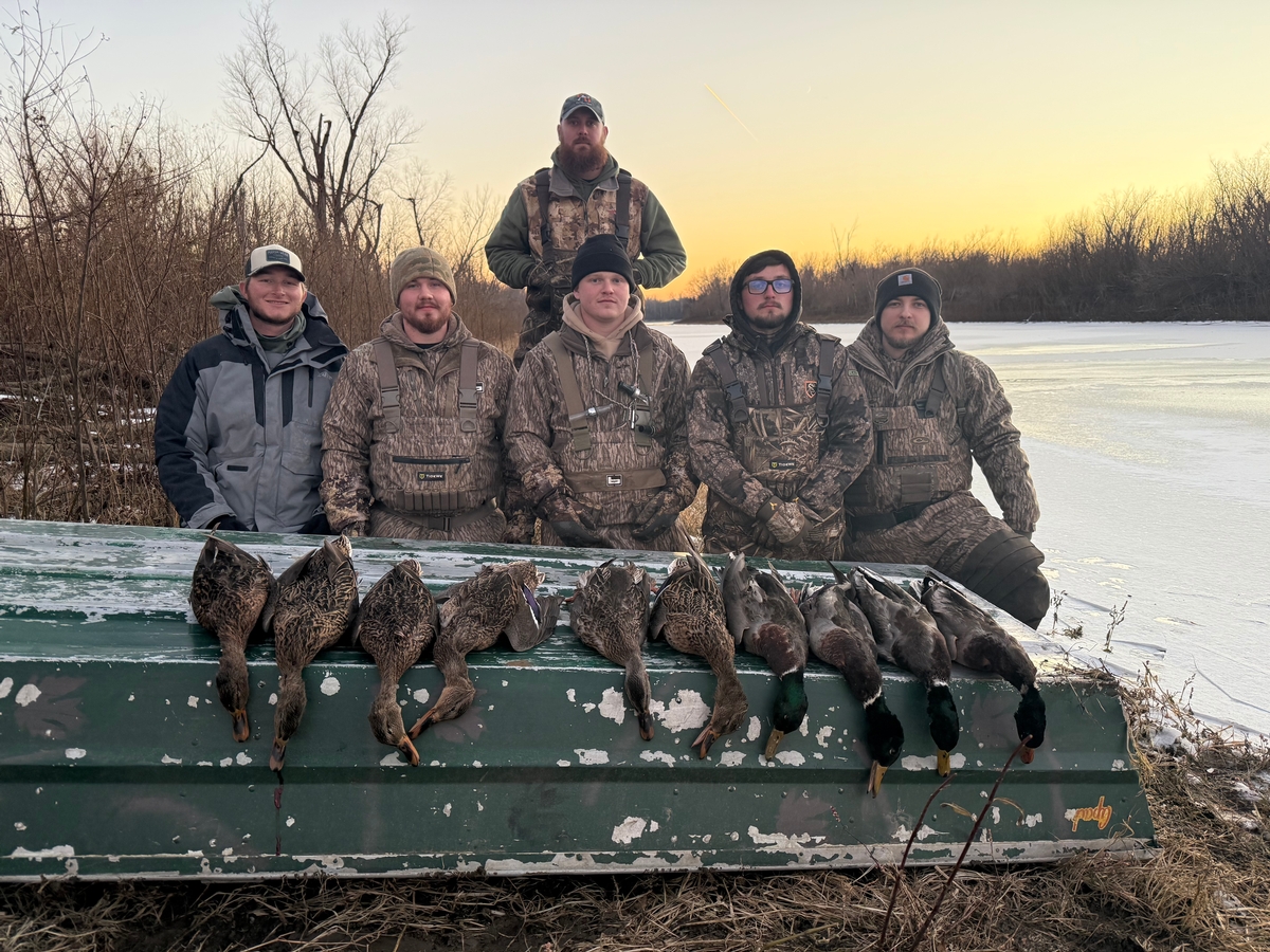 winter ducks