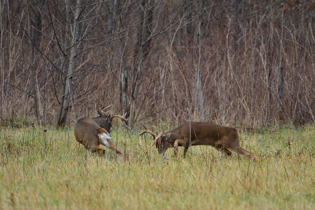 Whitetail Hunts 2